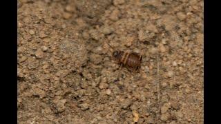 Mierenkrekel Myrmecophilus acervorum in nest wegmier Lasius niger