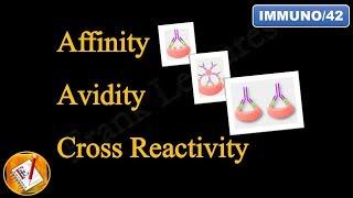 Affinity, Avidity and Cross Reactivity (FL-Immuno/42)