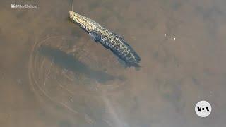 Snakehead fish: The invasive species disaster that wasn’t | VOANews