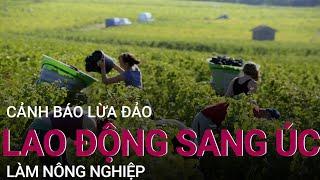 "Người xin visa nông nghiệp sang Úc phải có tên trong danh sách bảo trợ của doanh nghiệp" | VTC Now