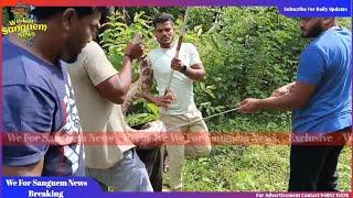 Python snake rescue in vichundrem Sanguem