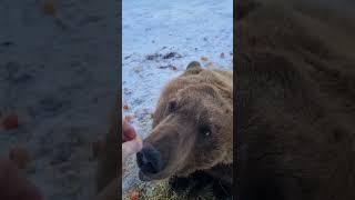 Friendly Bear
