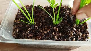 An easy way to plant and propagate chinese parsley plant