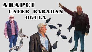 ARAPCI CAFER (BADAN OGULA )