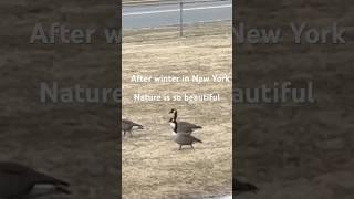 Nature is beautiful after winter in New York