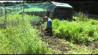 How to clear an allotment,Day one!