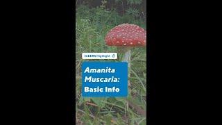 Amanita Muscaria: Basic Info