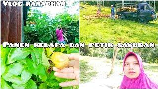 Vlog ramadhan, panen kelapa dan petik sayuran di kebun ||DAILY VLOG