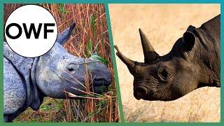 How Many Rhino Species Are There? | One Wild Fact | BBC Earth Explore