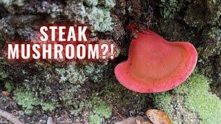 This Rare Mushroom Tastes like Steak?! Foraging and Campfire Cooking