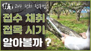 과수 펀치접목법 - 접수 채취, 접목 시기