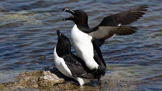 Copulation of Razorbill 4K