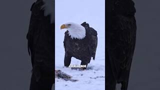 Crow Attacks Eagle