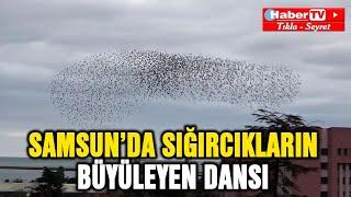 Samsun semaları sığırcıklarla şenlendi - Samsun Haber - Samsun Haber Gazetesi