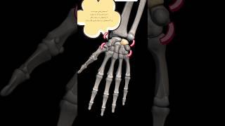 آناتومی مچ دست | wrist joint Anatomy | آسیب شناس | مفاصل مچ دست