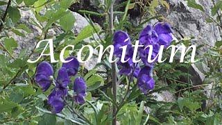 Aconitum - Eisenhut - Leben im Akut-Zustand... Ahnenmedizin & Seelenhomöopathie - Kim Fohlenstein