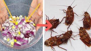 Cockroaches are the most afraid of it， Life Hacks  natural, effective and safe