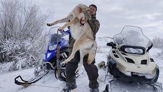 ДОБЫТЬ МАТЕРУЮ ВОЛЧИЦУ. охота на волков hunting wolves