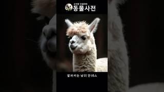 안데스의 금! - 알파카(Alpaca)