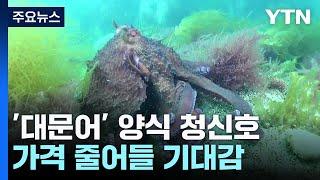 동해안 차례상 필수 '대문어' 양식 청신호 / YTN