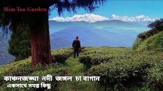 Mim Tea Garden ~ Darjeeling ↑ Travel Vlog No. 108 with Santanu Ganguly