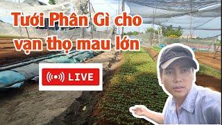 tưới phân gì cho vạn thọ con mau lớn - huỳnh thủy tinh vlog