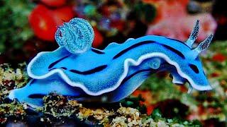 10 Most Beautiful Slugs In The World