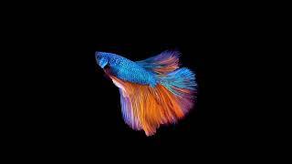 Fish Hologram Video 3D