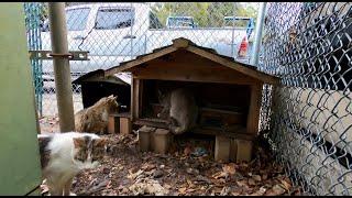 Feeding Station  Camera.