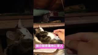 猫の秘密基地に潜入#shorts