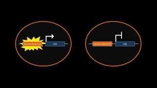 Cre-LoxP Recombination