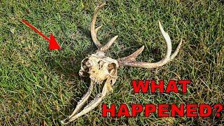 I Found a Dead Deer