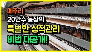 [AT면역사료] 메추리농장의 특별한 성적관리 비법 대공개