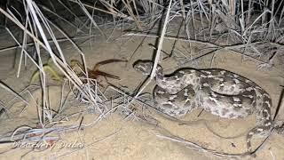 Sawscaled viper attacks Camel spider in Dubai desert