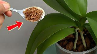 No flower stimulant needed! Just 1 spoon of this and your orchids will bloom in no time