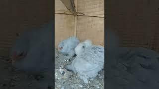 Woww very cute#viral #pets #trendingshorts #minizoo #urduhindivlogs #