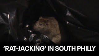 What is 'rat-jacking'? Rat infestation in South Philly costing residents thousands in car damages