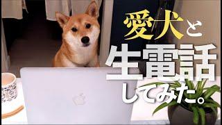 遠距離中の柴犬とテレビ電話してみた。｜カナダと日本を繋ぐ！