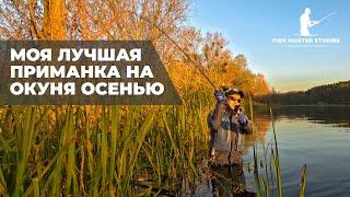 Лучшая ПРИМАНКА на окуня осенью | Как наловить КРУПНЫХ окуней | Рыбалка с берега на СПИННИНГ осенью