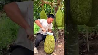 Amazing! Thai Giant Durian Cutting Skills - Fruit Cutting Skills