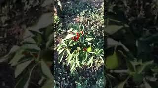 Harvesting Pepproni #shorts #viral #trending #harvest