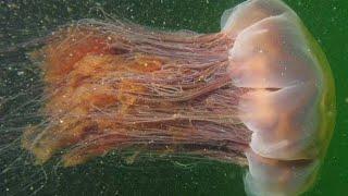 Facts: The Lion's Mane Jellyfish