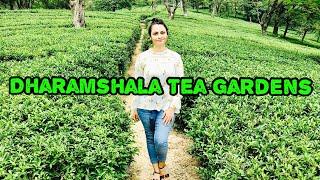 Tea Gardens Dharamshala  | Himachal Tea Company | Sakshi Pathania Vlogs