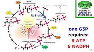 Photosynthesis: Light Reactions and the Calvin Cycle