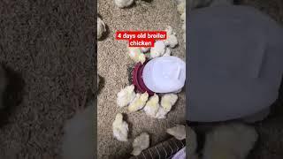 4 days old broiler chicken #short #shorts #broiler #backyardbroilerfarming #backyardpoultryfarming