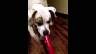 American bulldog Bulka and her new toy