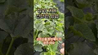 참외는 간단하게 재배하셔야 열매가 많이 달려요 이것을 중요시하세요