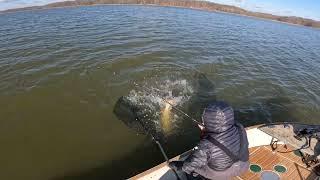 Musky on the fly fail