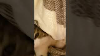 Blanket monster