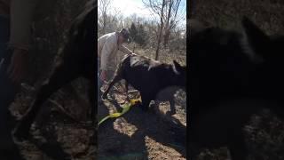 Try, Try, Try! #farmlife #cow #farm #bull #ranch #oklahoma #ranching #brangus #cattle #kubota